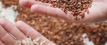 Close-Up Photo Of Rice On Person's Hand